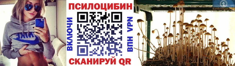 кракен   Долинск  Псилоцибиновые грибы Cubensis 